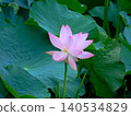 Lotus flower (photographed in August 2024 in Hokkaido) 140534829