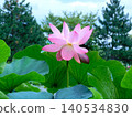 Lotus flower (photographed in August 2024 in Hokkaido) 140534830