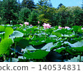 A landscape of lotus flowers (photographed in August 2024 in Hokkaido) 140534831
