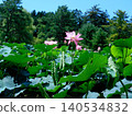 A landscape of lotus flowers (photographed in August 2024 in Hokkaido) 140534832