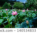 A landscape of lotus flowers (photographed in August 2024 in Hokkaido) 140534833