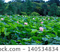 A landscape of lotus flowers (photographed in August 2024 in Hokkaido) 140534834