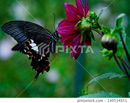 雄性日本鳳蝶(Papilio memnon)是日本體型最大的蝴蝶之一,它正在吸食花蜜。 雄性日本鳳蝶(Papilio memnon)是日本體型最大的蝴蝶之一,它正在吸食花蜜。 140534851