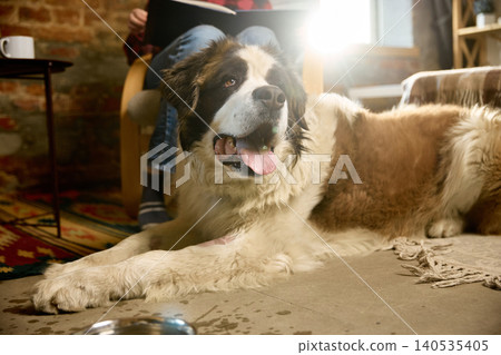 Large saint bernard dog resting after drinking water calm pet lifestyle at home. 140535405
