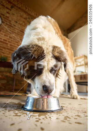 Saint bernard dog drinking water with splashes close up for pet care product. Saint bernard dog drinking water with splashes close up for pet care product. 140535406
