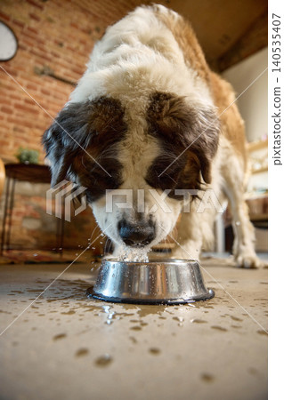 Large saint bernard dog drinking water from metal bowl at home healthy pet hydration 140535407