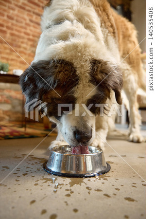 Large saint bernard dog drinking water from bowl at home hydration and pet care concept. Large saint bernard dog drinking water from bowl at home hydration and pet care concept. 140535408