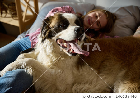 Close up of Saint Bernard dog lying on woman legs in cozy home lifestyle scene Close up of Saint Bernard dog lying on woman legs in cozy home lifestyle scene 140535446