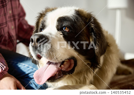Saint Bernard dog portrait close up with tongue out at home cozy lifestyle scene Saint Bernard dog portrait close up with tongue out at home cozy lifestyle scene 140535452