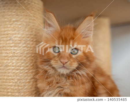 Portrait of domestic red Maine Coon kitten - 8 months old. Cute young cat sitting in front and looking at camera. Curious young orange striped kitty isolated on white background. Portrait of domestic red Maine Coon kitten - 8 months old. Cute young cat sitting in front and looking at camera. Curious young orange striped kitty isolated on white background. 140535485