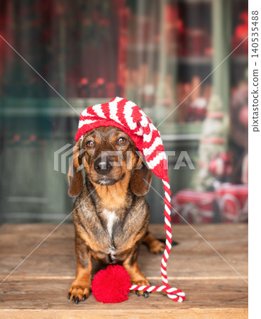 Dachshund dog, in a striped Santa Claus hat 140535488