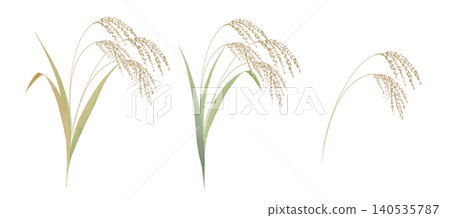 Watercolor painting: Simple illustration of rice stalks 140535787