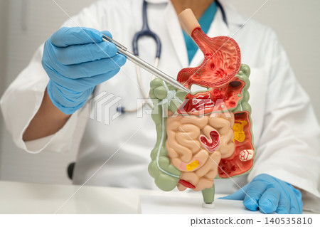 Digestive system with stomach and intestine, Asian doctor holding human model. Digestive system with stomach and intestine, Asian doctor holding human model. 140535810