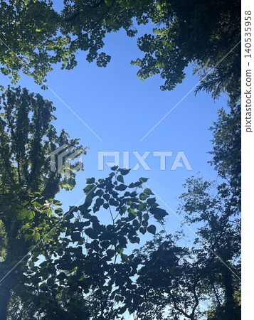 一圈樹木環繞著藍天,背景是夏日森林的景色。 一圈樹木環繞著藍天,背景是夏日森林的景色。 140535958
