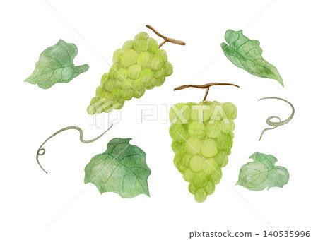 A watercolor illustration of grapes, specifically Shine Muscat grapes. A watercolor illustration of grapes, specifically Shine Muscat grapes. 140535996