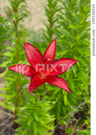 Red lilies Red lilies 140536059
