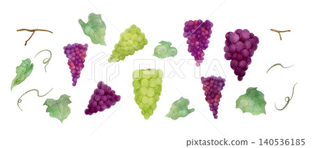A set of various types of grapes painted in watercolor. A set of various types of grapes painted in watercolor. 140536185