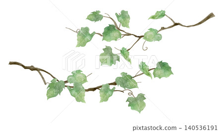 Ivy leaves painted in watercolor Ivy leaves painted in watercolor 140536191