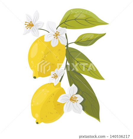 Hand drawn lemon branch with blossoms in Mediterranean Italian style. Bright citrus with green leaves on transparent background. Perfect for packaging, branding, menus and summer design. Hand drawn lemon branch with blossoms in Mediterranean Italian style. Bright citrus with green leaves on transparent background. Perfect for packaging, branding, menus and summer design. 140536217