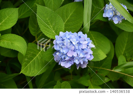 繡球繡球 繡球繡球 140536538