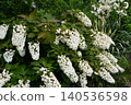 Oakleaf Hydrangea Hydrangea quercifolia 140536598