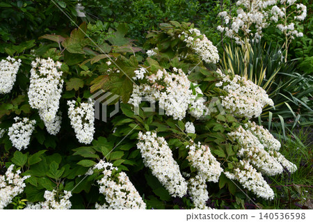 Oakleaf 繡球花 Hydrangea quercifolia Oakleaf 繡球花 Hydrangea quercifolia 140536598