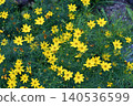 Threadleaf coreopsis 140536599