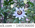 Passiflora Passion flower 140536600