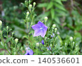 Chinese bellflower 140536601