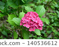 Hydrangea ‘Masja’ 140536612