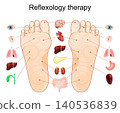 Foot reflexology chart. Pressure point, organ mapping and zone therapy. human feet and soles. Map for foot acupressure therapy 140536839