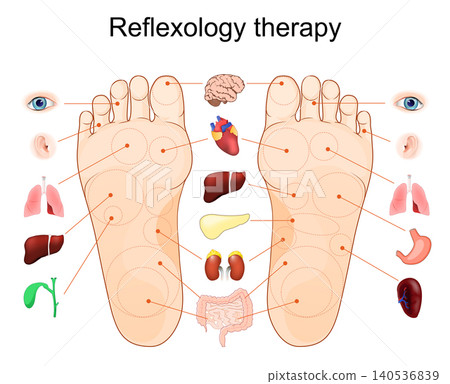 Foot reflexology chart. Pressure point, organ mapping and zone therapy. human feet and soles. Map for foot acupressure therapy Foot reflexology chart. Pressure point, organ mapping and zone therapy. human feet and soles. Map for foot acupressure therapy 140536839