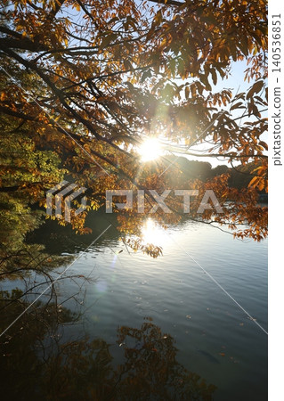 autumn leaves 140536851