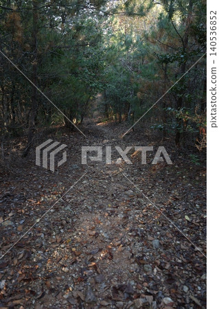 Road of fallen leaves 140536852