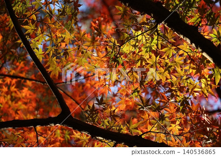 autumn leaves autumn leaves 140536865