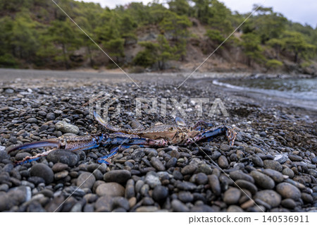 Blue Crab on Pebbles by the Seaside. Coastal Blue Crab on Beach Pebbles. Blue Crab on Pebbles by the Seaside. Coastal Blue Crab on Beach Pebbles. 140536911
