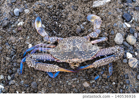 Blue Crab on Pebbles by the Seaside. Coastal Blue Crab on Beach Pebbles. Blue Crab on Pebbles by the Seaside. Coastal Blue Crab on Beach Pebbles. 140536916