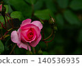 A close-up of a soft pink floribunda rose in a lush summer garden. 140536935