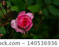 A close-up of a blooming shrub rose with soft pink petals. 140536936