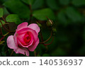 An exquisite garden rose in a soft pink hue bathed in sunlight. 140536937