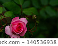A romantic rose in a pastel pink shade against a natural backdrop. 140536938