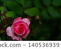 A close-up of a fully bloomed rose with velvety pink petals. 140536939