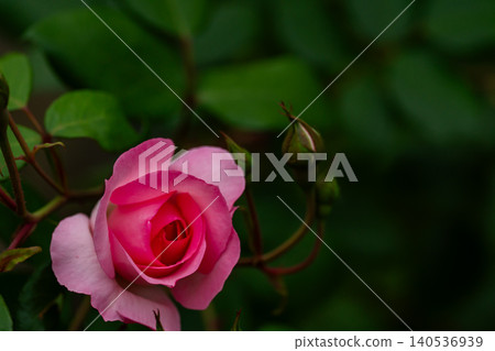 A close-up of a fully bloomed rose with velvety pink petals. A close-up of a fully bloomed rose with velvety pink petals. 140536939