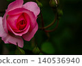 A beautiful shrub rose in its natural habitat. 140536940