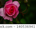 A lush rose with layered petals against a blurred background. 140536941