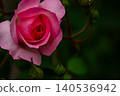 A luxurious pink flower surrounded by green garden plants. 140536942