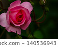A romantic composition featuring a blooming soft-pink rose in the garden. 140536943