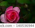 A soft-pink rose against a backdrop of soft, natural bokeh. 140536944