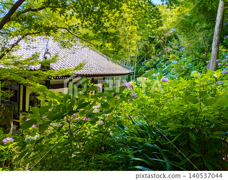 A picturesque temple scene surrounded by lush green maple leaves and vibrant hydrangeas. A picturesque temple scene surrounded by lush green maple leaves and vibrant hydrangeas. 140537044