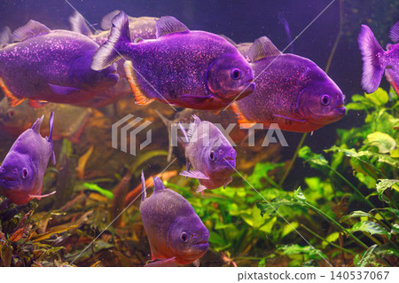 underwater photography of fish Pygocentrus nattereri 140537067